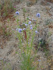 gilia capitata